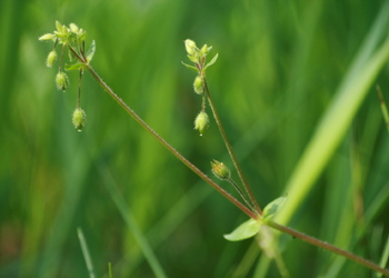 Vogel-Sternmiere (Stellaria media) - © Emanuel Trummer